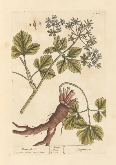 Alexanders
