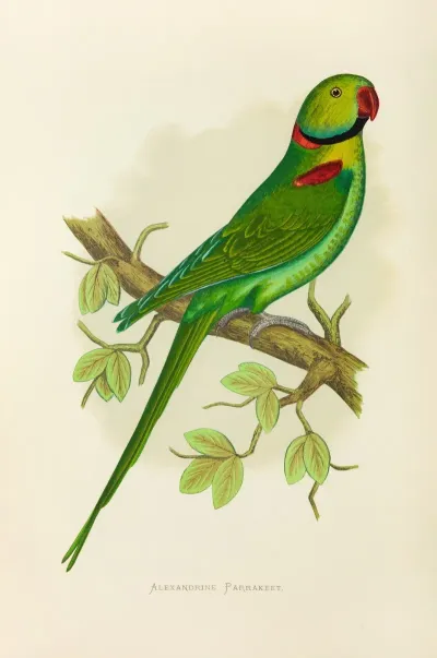 Alexandrine Parrakeet