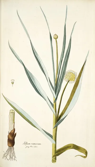 Alium Ramosum