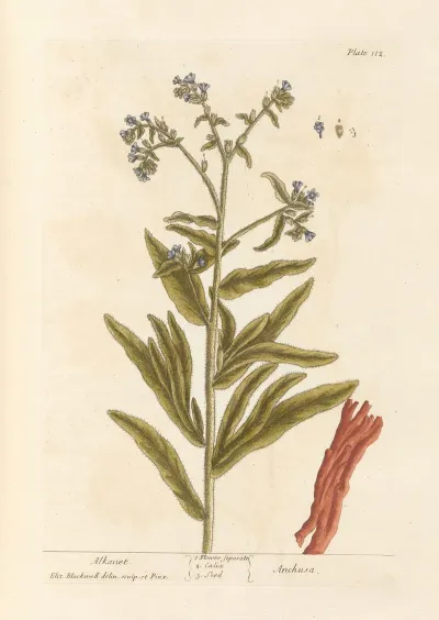 Alkanet