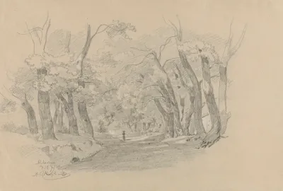 Alley Of Trees In Albano