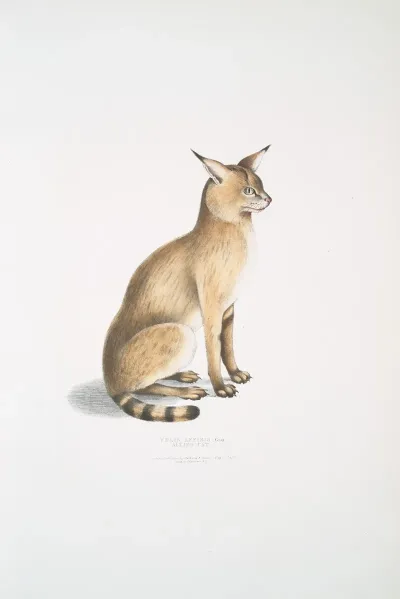 Allied Cat Felis Affinis