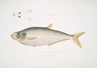 Allied Herring Clupea Affinis Penang