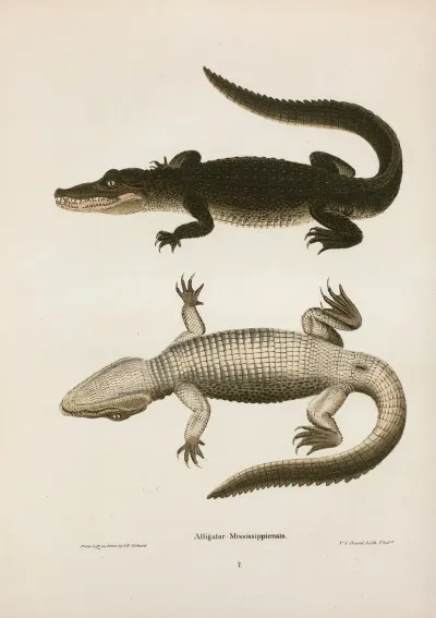 Alligator Mississippiensis
