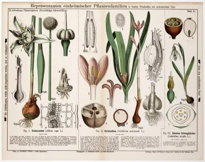Allium Cepa Colchicum Autumnale Galanthus Nivalis