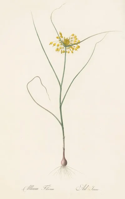 Allium Flavum