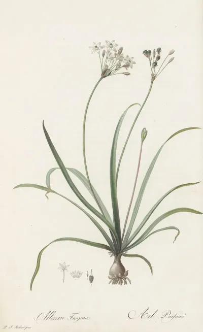 Allium Fragrans