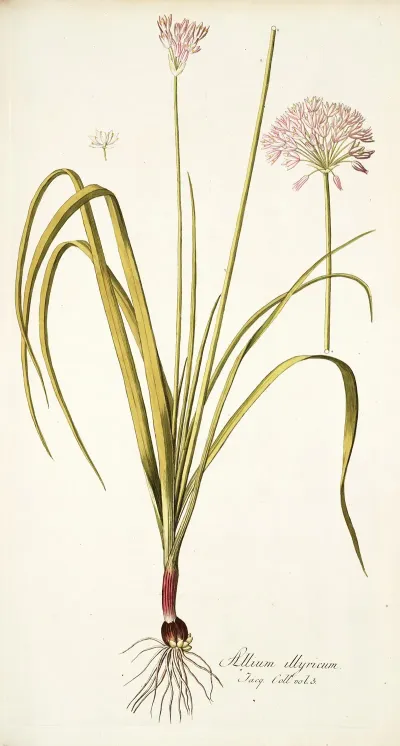 Allium Illyricum