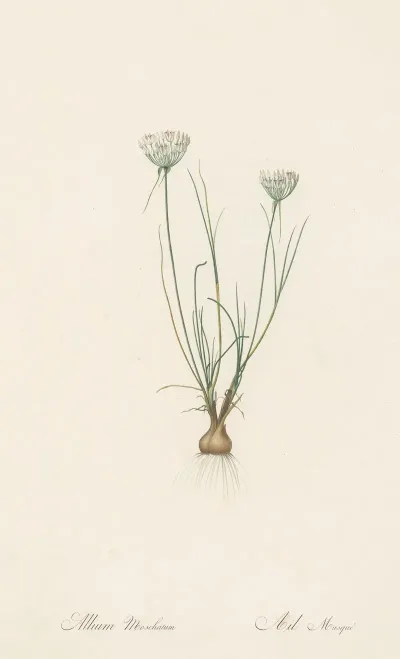 Allium Moschatum