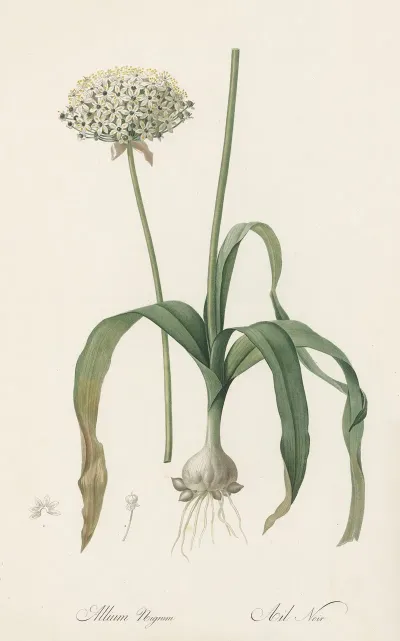 Allium Nigrum