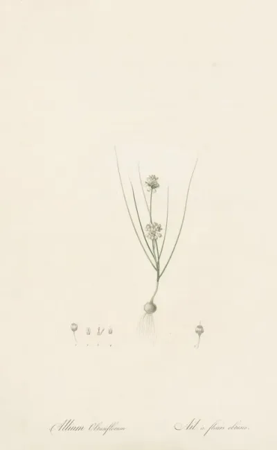 Allium Obtusiflorum