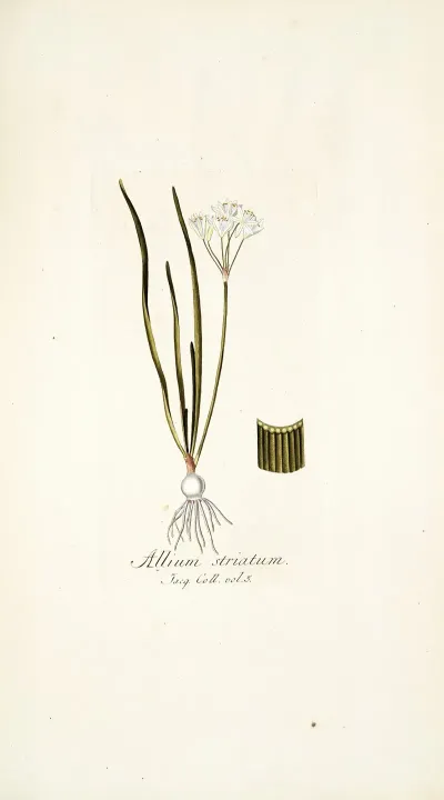 Allium Striatum