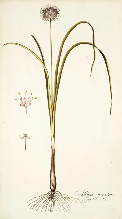 Allium Suaveolens