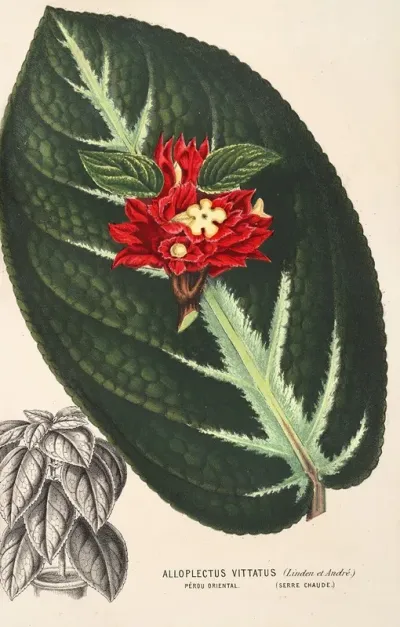 Alloplectus Vittatus