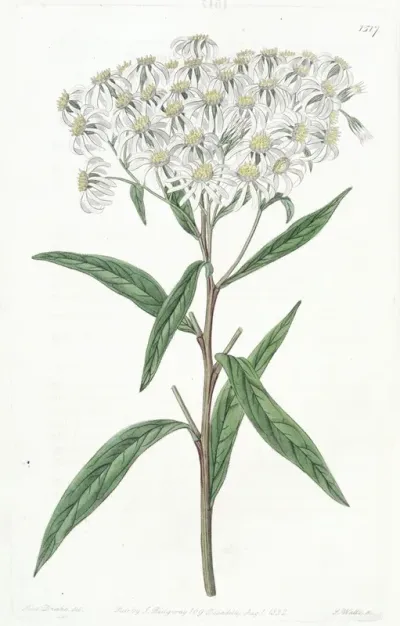 Almond Leaved Aster