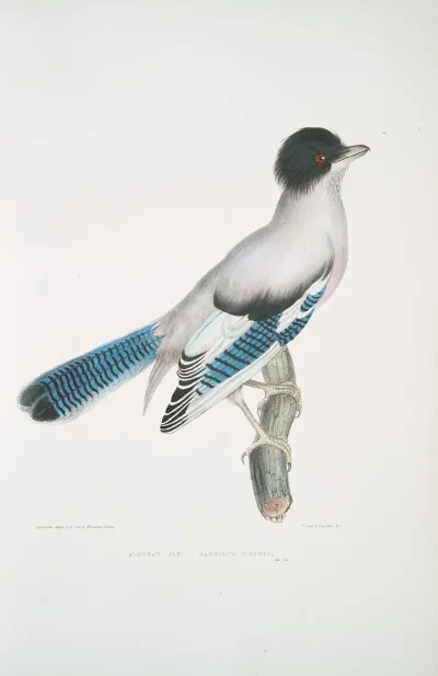 Almorah Jay Garrulus Vigorsii