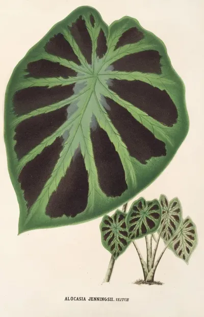 Alocasia Jenningsii 2