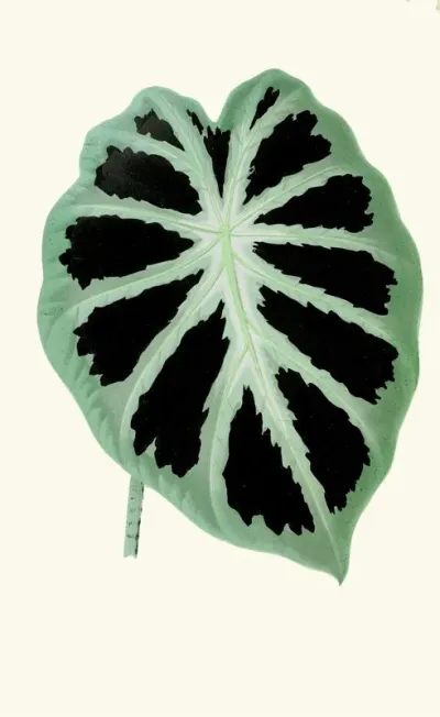 Alocasia Jenningsii