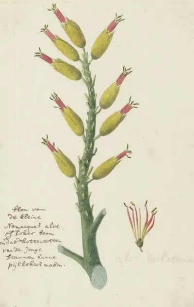 Aloe Dichotoma Masson Quiver Tree Or Kokerboom