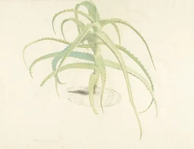 Aloe Perfoliata