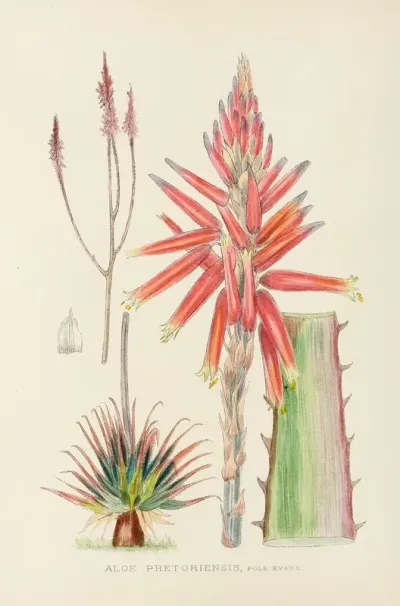 Aloe Pretoriensis