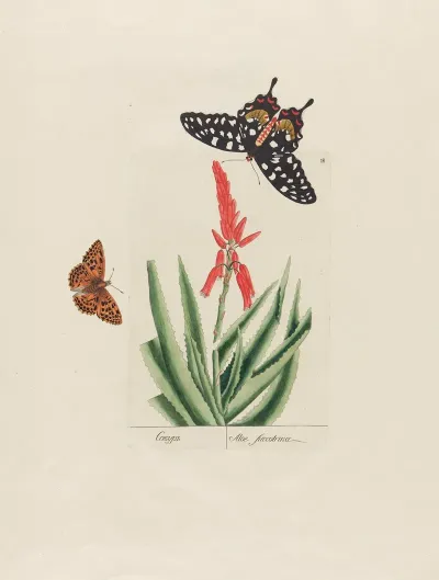Aloe Succotrina