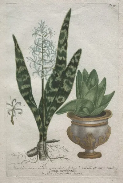 Aloes 2