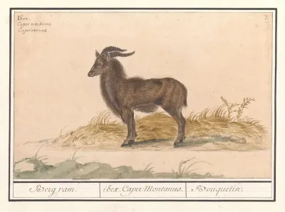 Alpensteenbok Capra Ibex Berg Ram Ibex Caper Montanus Bouquetin