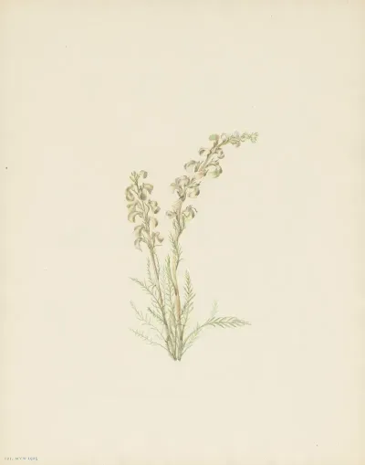 Alpine Fernleaf Pedicularis Contorta
