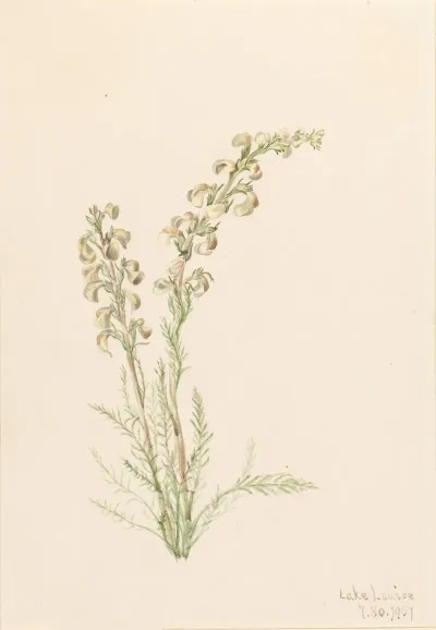 Alpine Fernlife Pedicularis Contorta