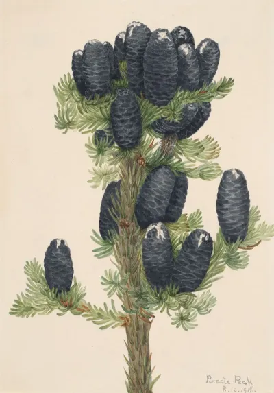 Alpine Fir Abies Lasiocarpa 2