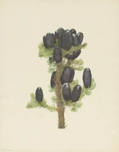 Alpine Fir Abies Lasiocarpa 3