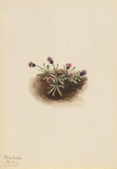 Alpine Fleabane Erigeron Unalaschcensis