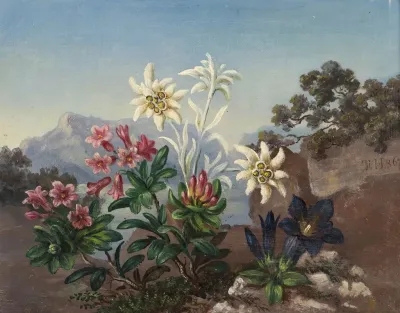 Alpine Flowers 3
