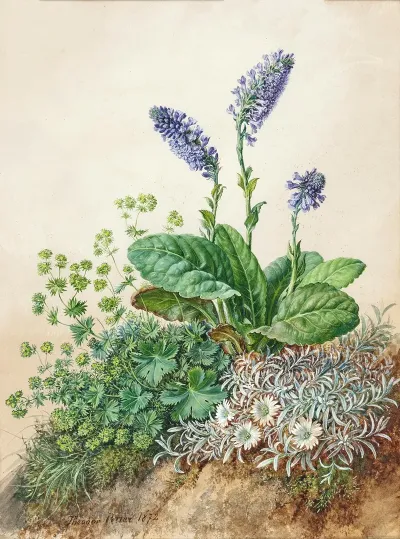 Alpine Flowers 6