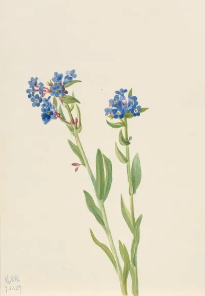 Alpine Forget Me Not Myosotis Alpestris 2