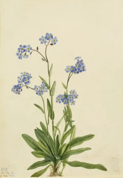 Alpine Forget Me Not Myosotis Alpestris 3