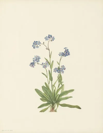 Alpine Forget Me Not Myosotis Alpestris 4