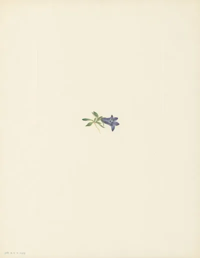 Alpine Harebell Campanula Iasiocarpa