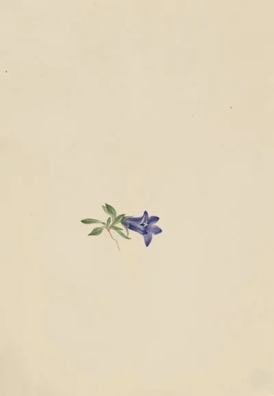 Alpine Harebell Campanula Lasiocarpa 2