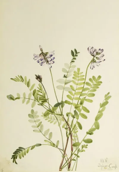 Alpine Milkvetch Astragalus Alpinus 2