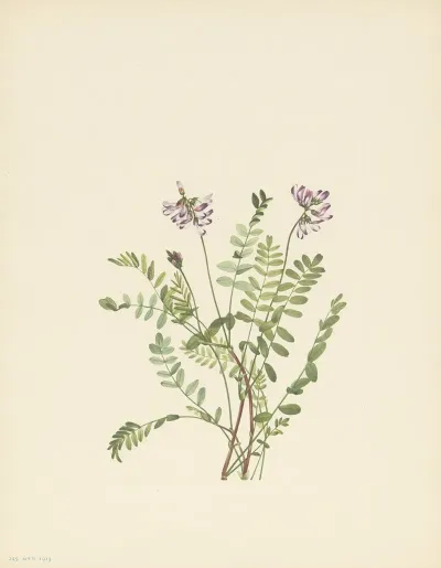 Alpine Milkvetch Astragalus Alpinus 3
