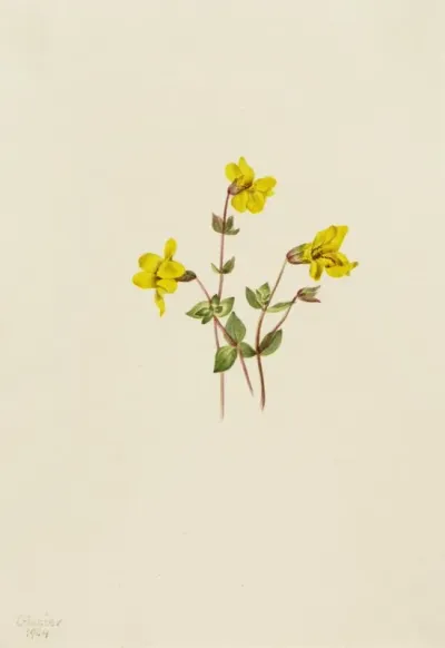 Alpine Monkey Flower Mimulus Caespitosus
