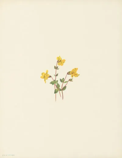 Alpine Monkeyflower Mimulus Caespitosus 2