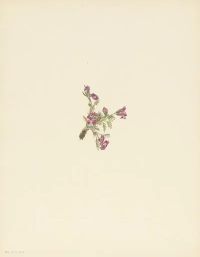 Alpine Pointvetch Flower Oxytropis Podocarpa 2