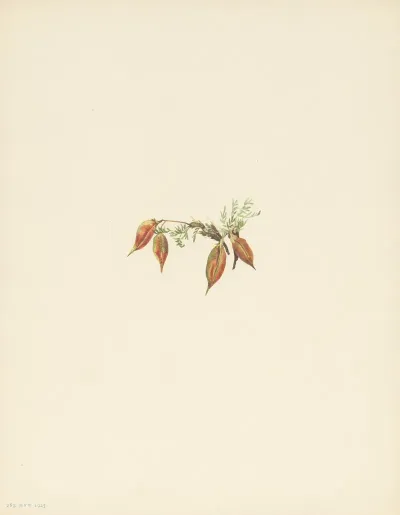 Alpine Pointvetch Fruit Oxytropis Podocarpa 2