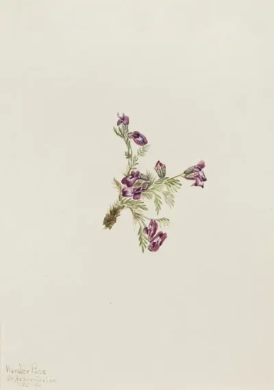 Alpine Pointvetch Oxytropis Podocarpa