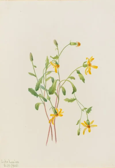 Alpine Ragwort Senecio Species