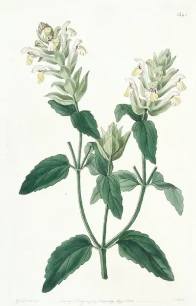 Alpine Scuttellaria