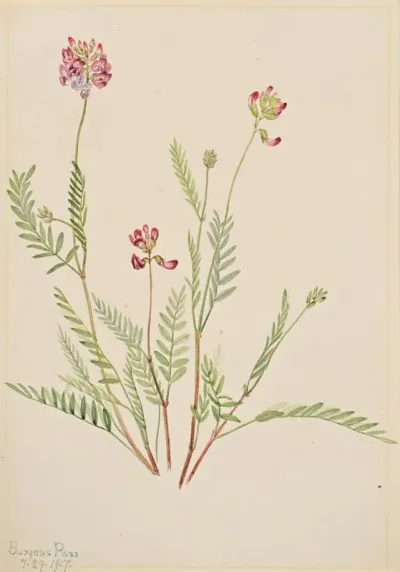 Alpine Vetch Astragalus Bourgovii